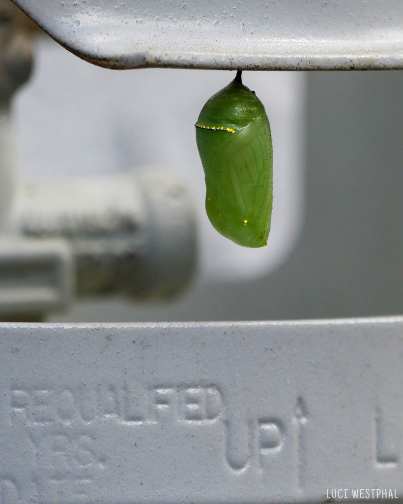 jade green Monarch Butterfly Chrysalis