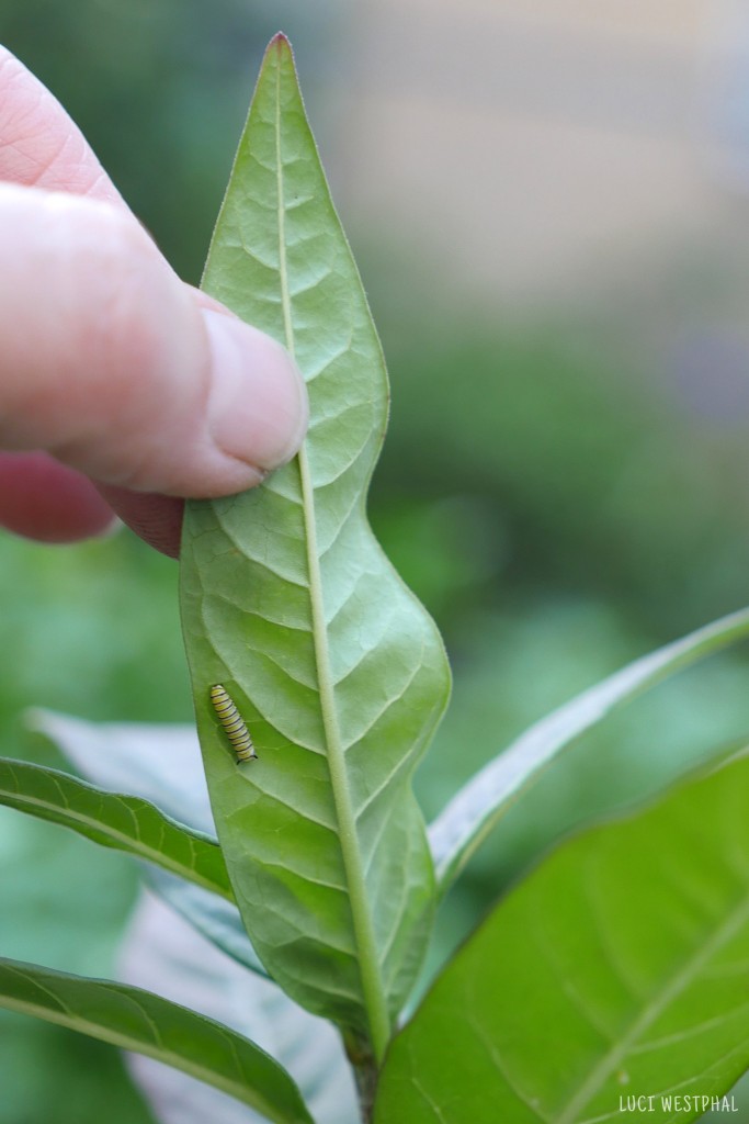 tiny monarch caterpillar underneath milkweed leaf during its first growing stage or instar