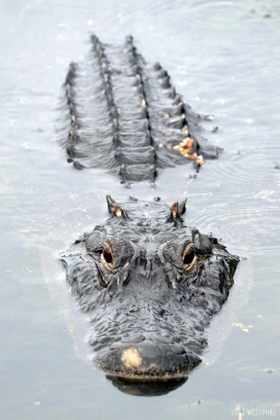 alligator with battle scars looking at camera, Taylor Park, Florida
