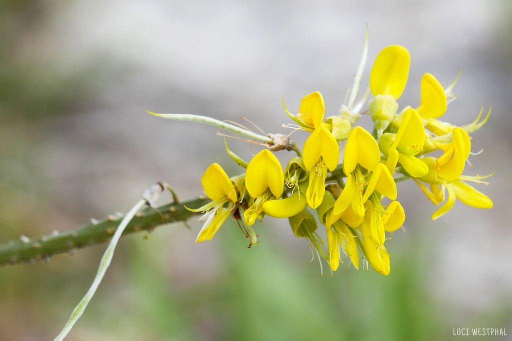 yellow widlflower, shrub, gulf coast, Dyers Greenweed, Honeymoon Island, Florida