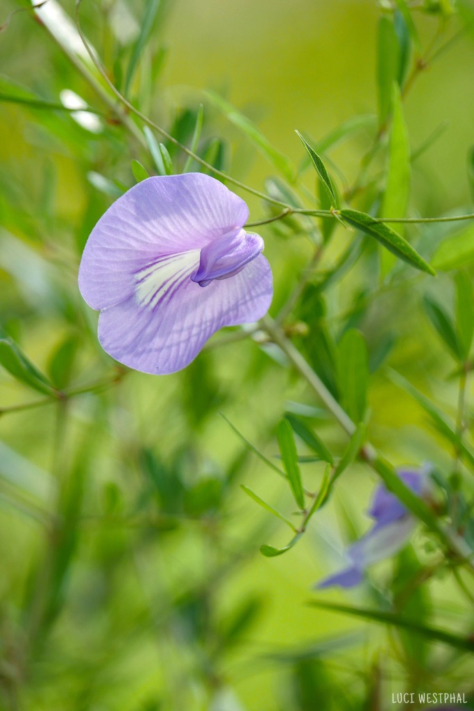 Butterfly Pea, purple wildflower, butterfly host plant,Honeymoon Island, Florida