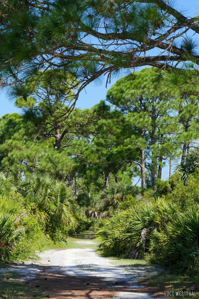 Honeymoon Island, Osprey Trail, Florida
