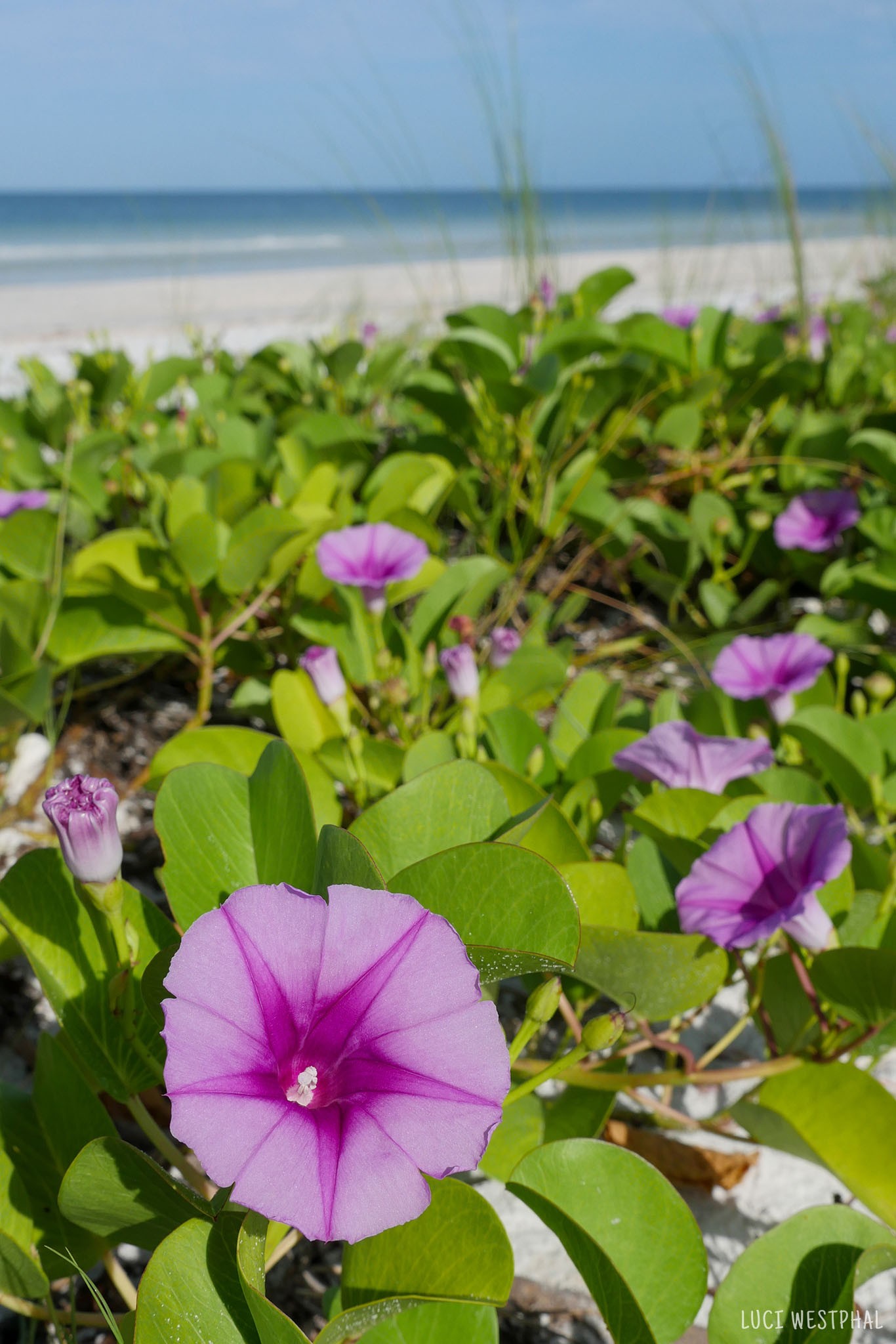 Beach Morning Glories