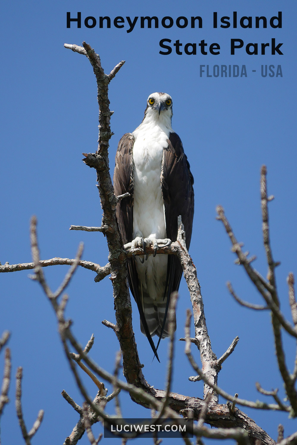 Osprey, Honeymoon Island State Park on the Florida Gulf Coast near Tampa Bay. Photos from the beaches and trails - with birds and wildflowers galore. Photography by Luci Westphal.