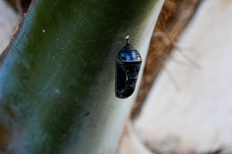 The chrysalis shortly before it expands above the gold-dotted line