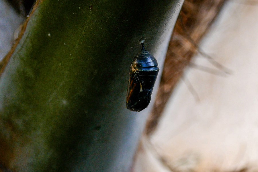The chrysalis has expanded above the gold-dotted line. This is how you know the butterfly will emerge within minutes. Get ready...