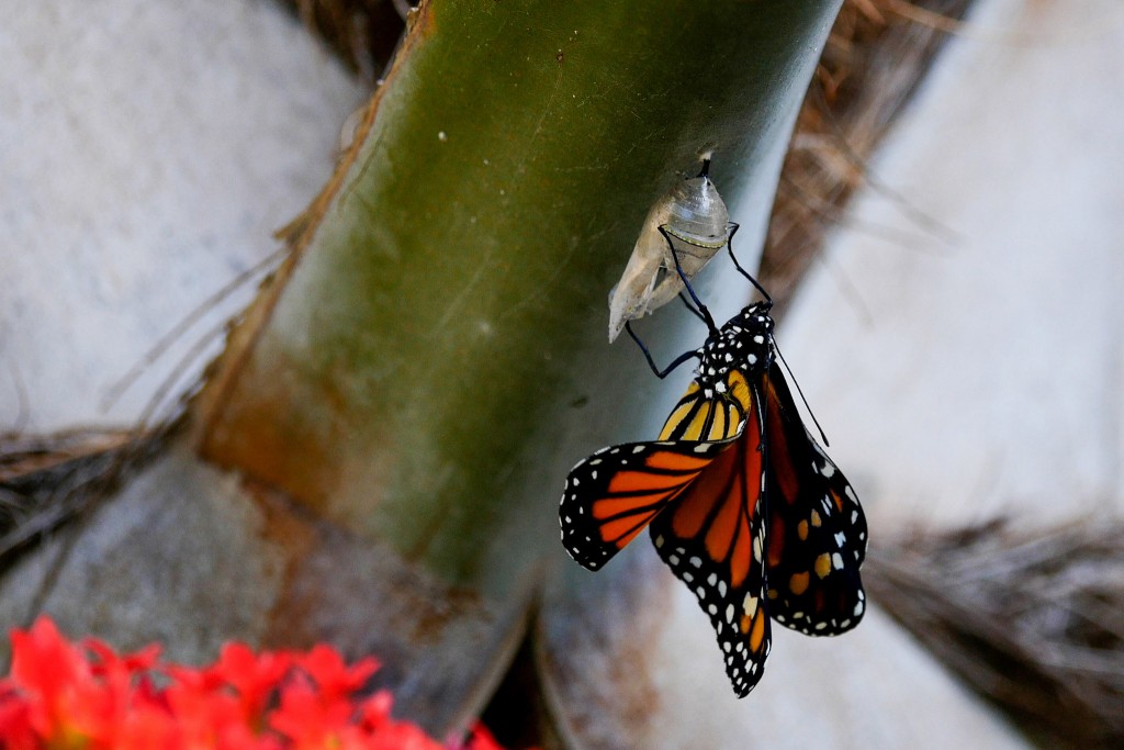 monarch butterfly freshly emerged from chrysalis