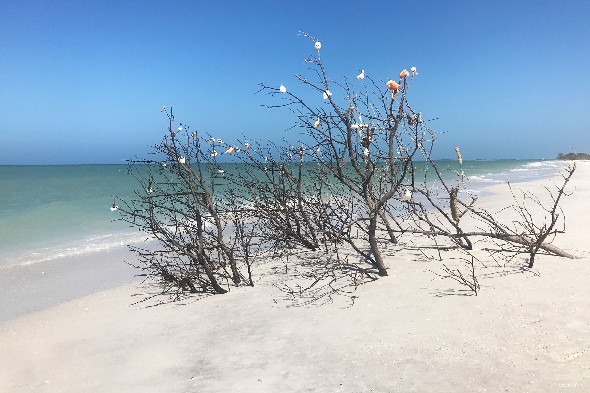One of several trees filling up with seashells along the beach from Clearwater Beach into Caladesi Island State Park