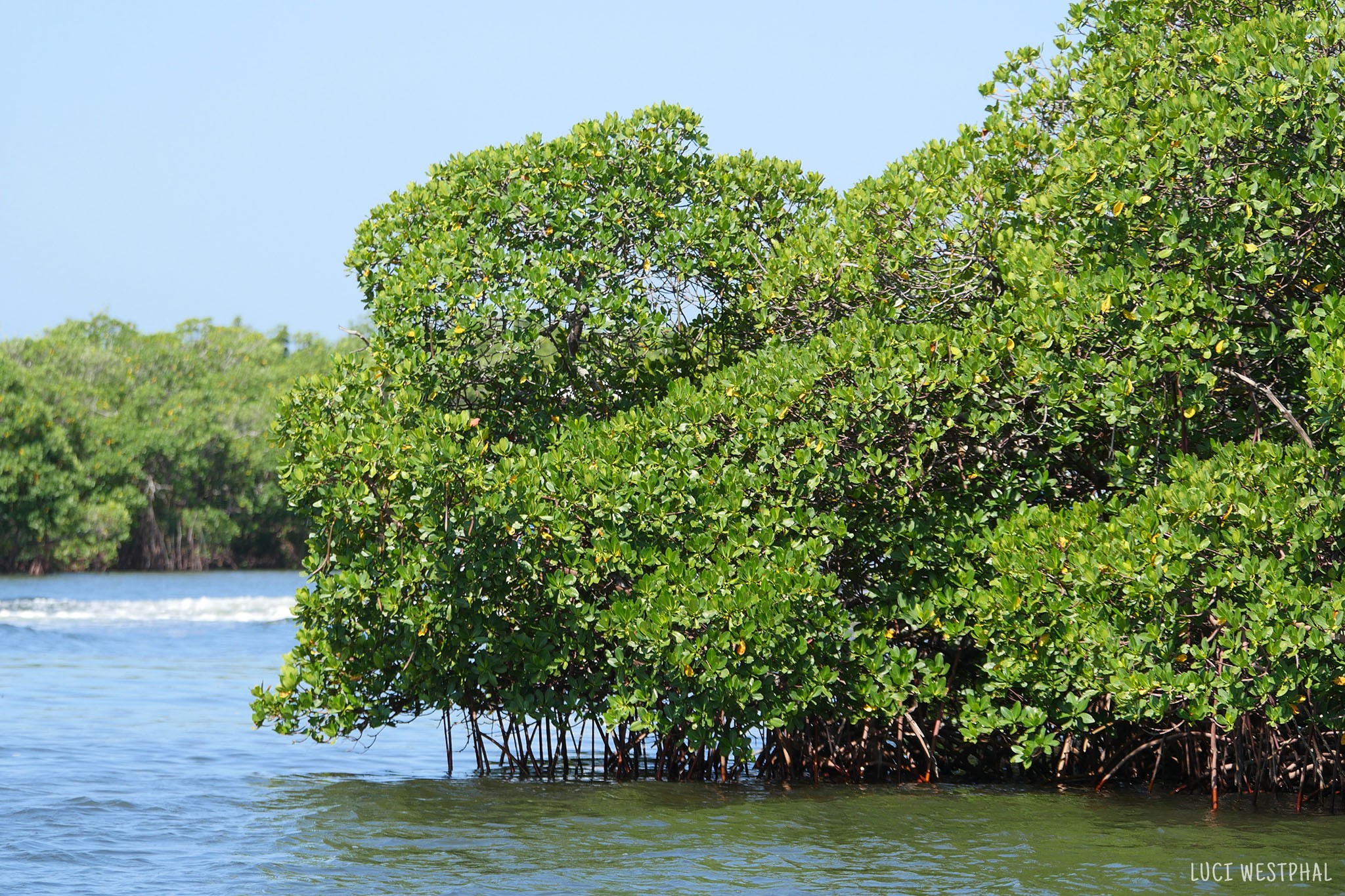 mangroves, Tampa Bay, gulf of mexico