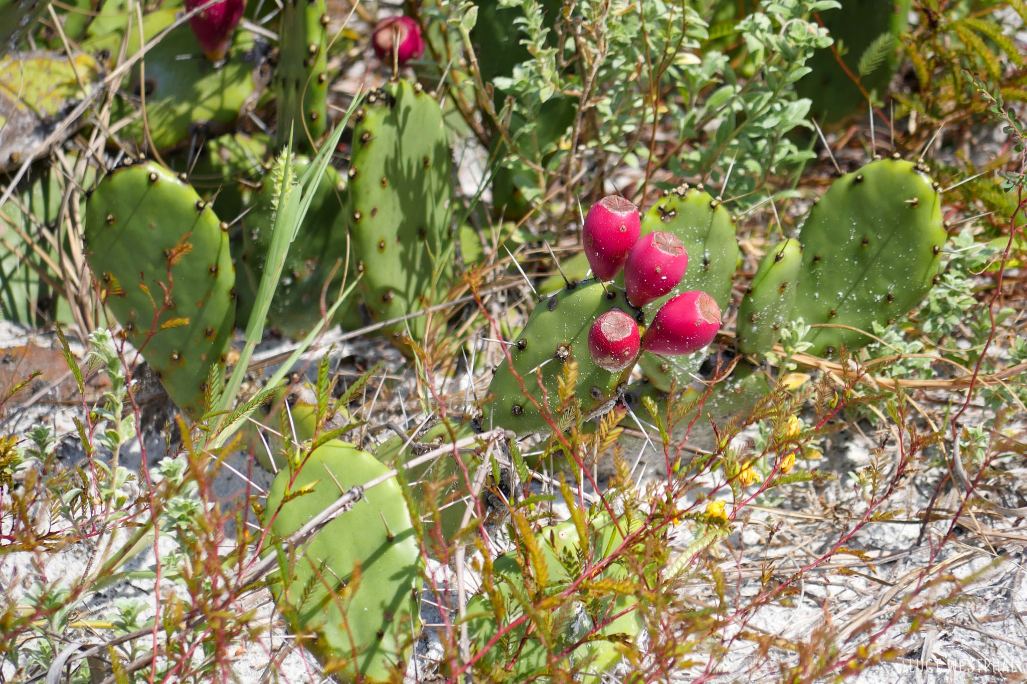 Cactus blooms on Caladesi Island, State Park, Florida
