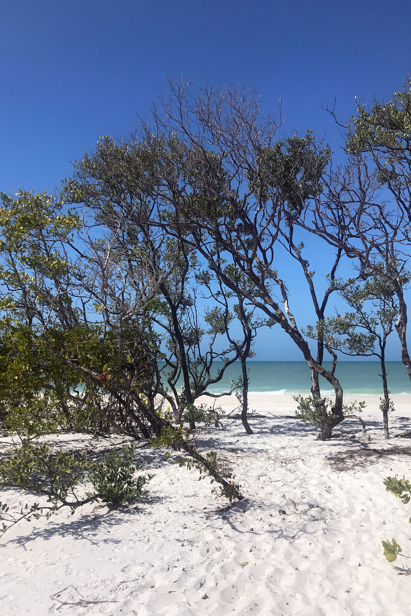 trees growing in the white gulf coast beach in Florida
