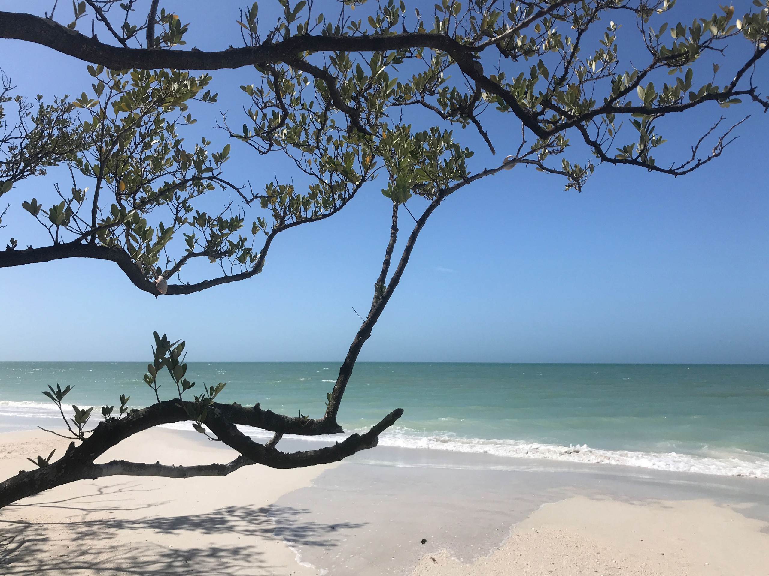 Tree with shells on Caladesi Island State Park, Florida