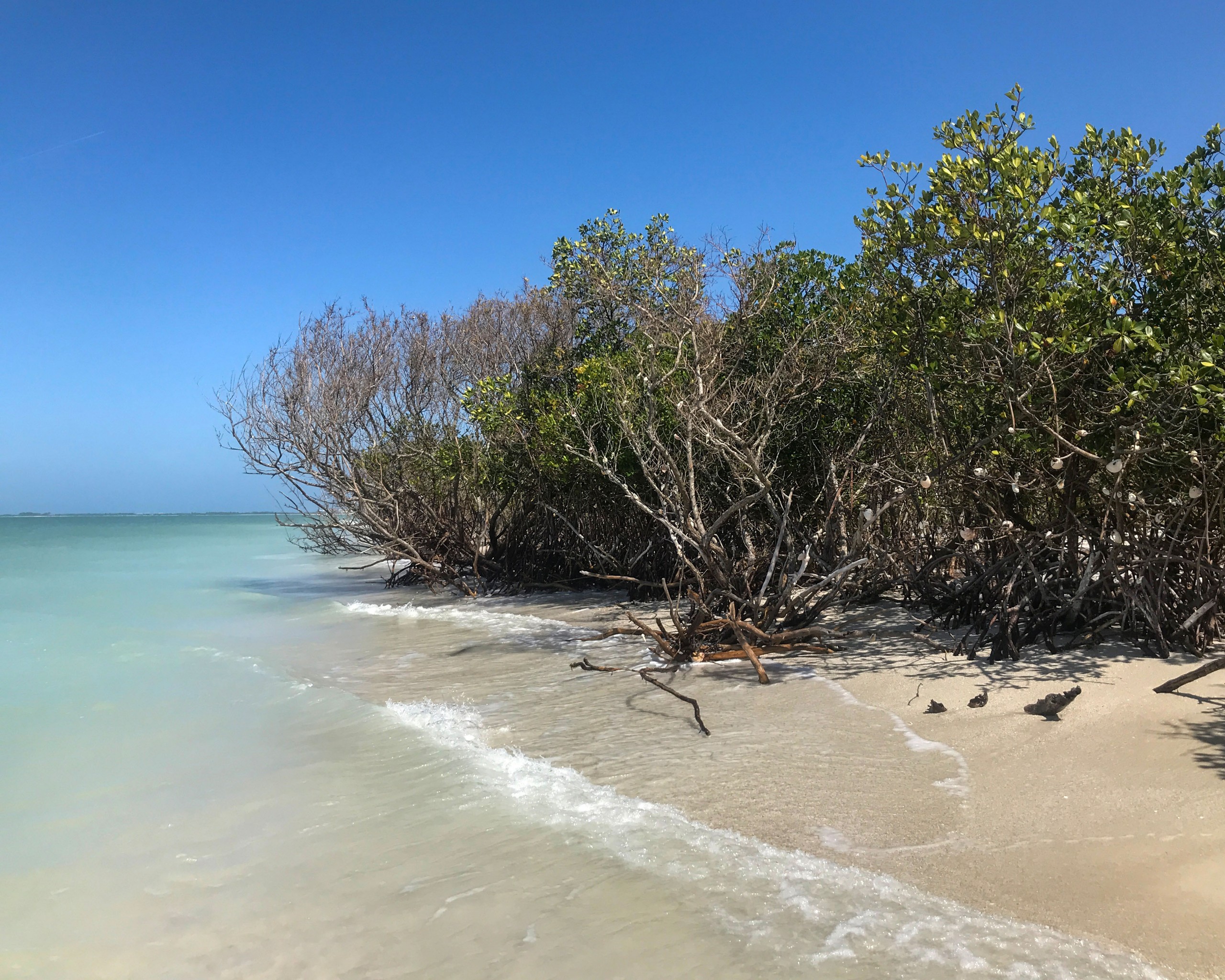 Photos of Caladesi Island State Park: One of Tampa Bay's Best-Kept ...