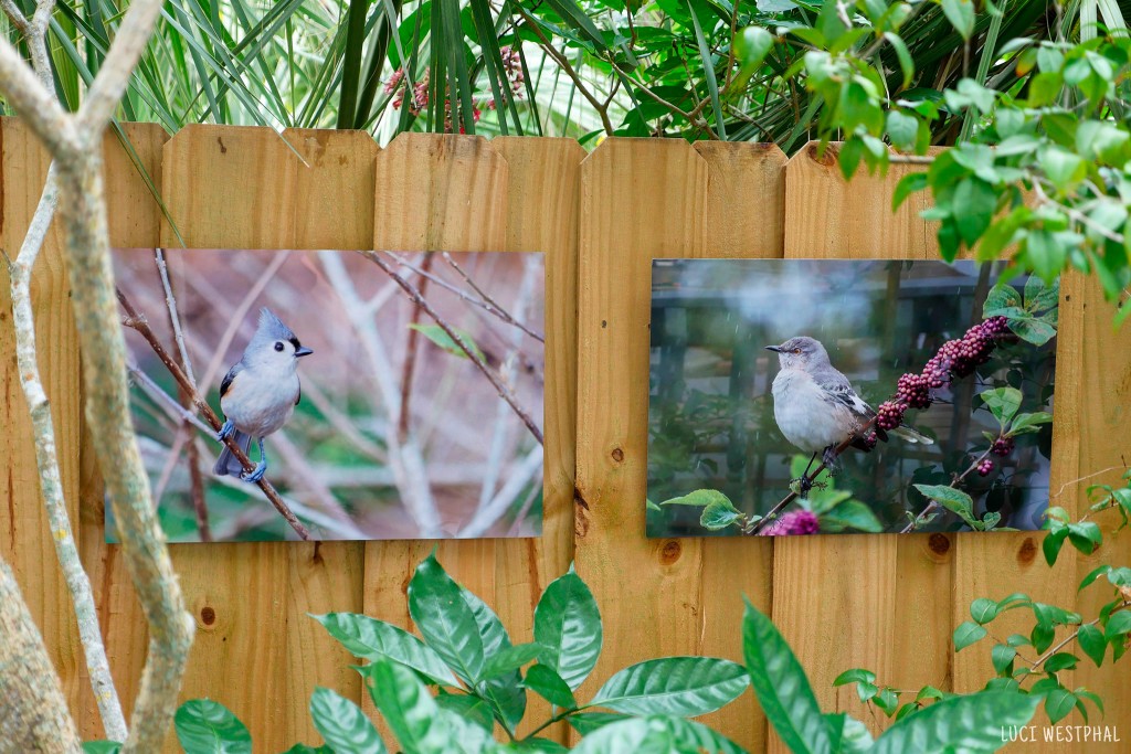titmouse and mockingbird, outdoor metal prints, Luci Westphal, Art in the Garden, BungalowFest Historic Kenwood 2021, Artist Enclave, St. Petersburg, Florida
