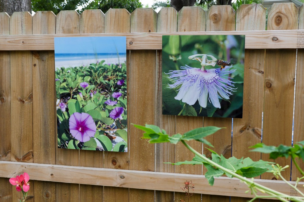 Beach Morninglory, bee and passion vine, outdoor metal print, Luci WestphalArt in the Garden, BungalowFest Historic Kenwood 2021, Artist Enclave, St. Petersburg, Florida