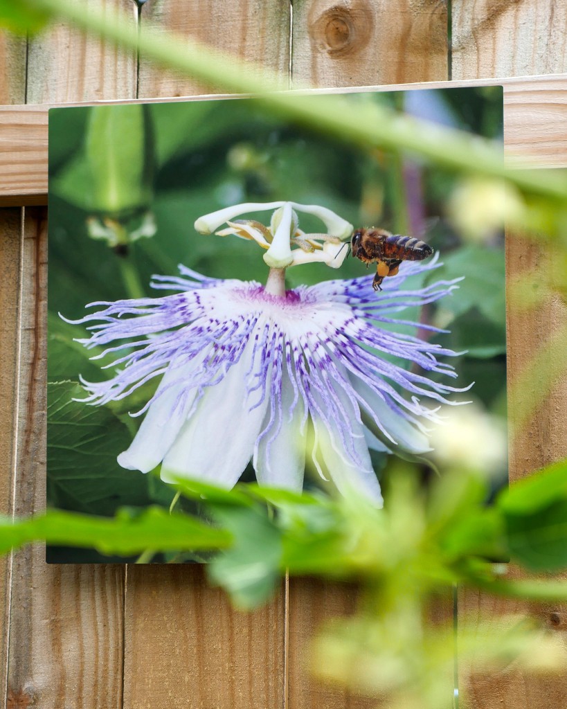 Bee and passion vine, outdoor metal print, Luci Westphal, Art in the Garden, BungalowFest Historic Kenwood 2021, Artist Enclave, St. Petersburg, Florida