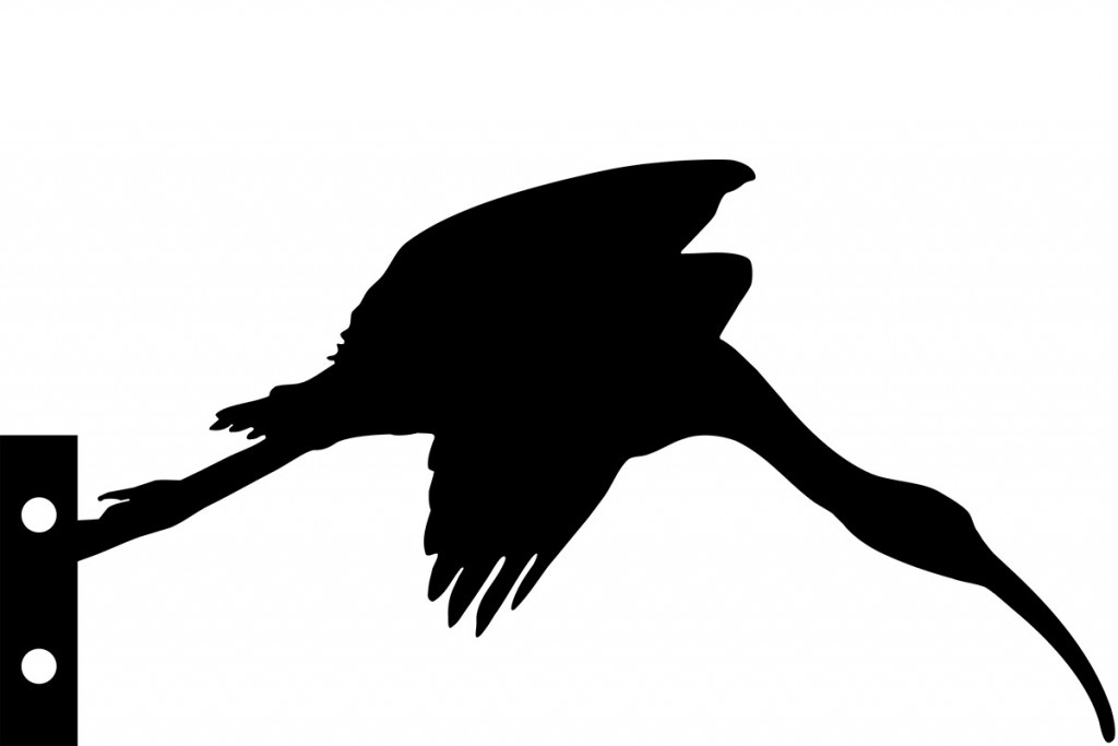 black ibis in flight silhouette, drawn and filled