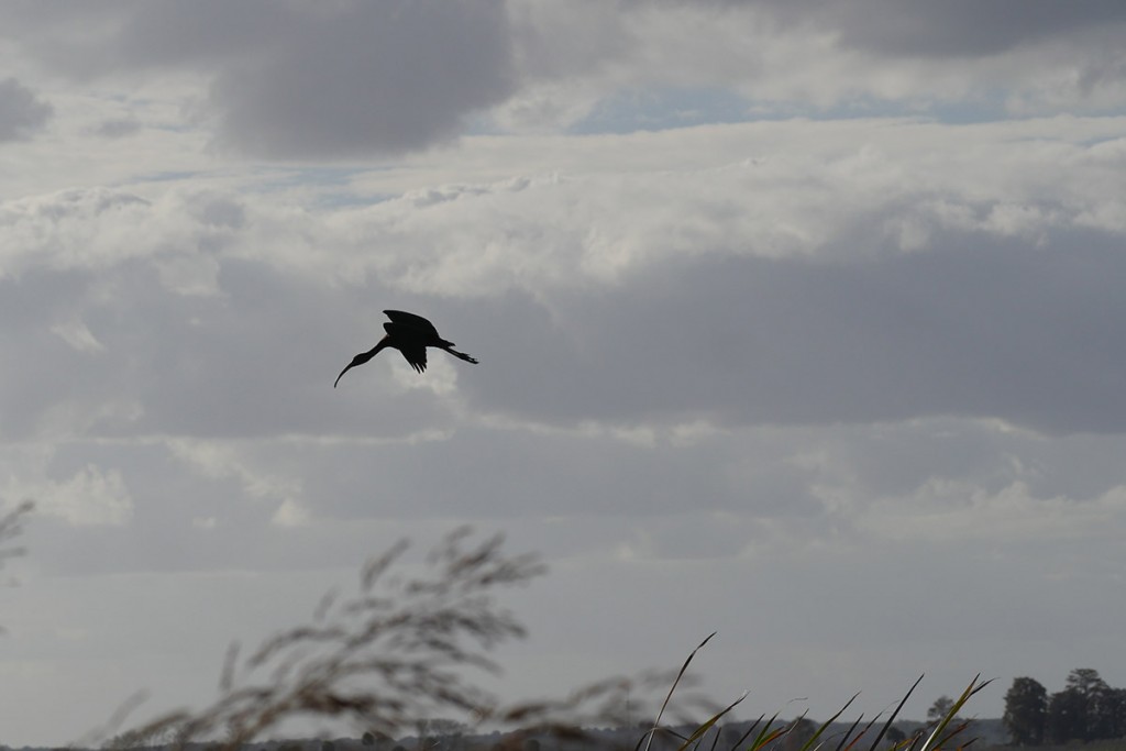 ibis silhouette in flight against cloudy grey sky