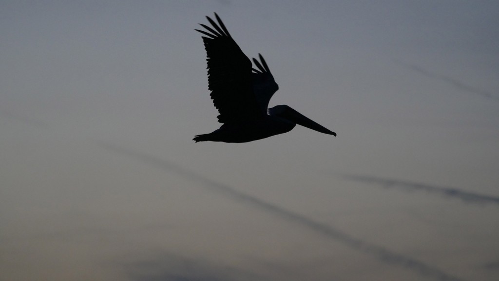 pelican silhouette in flight over sea oats
