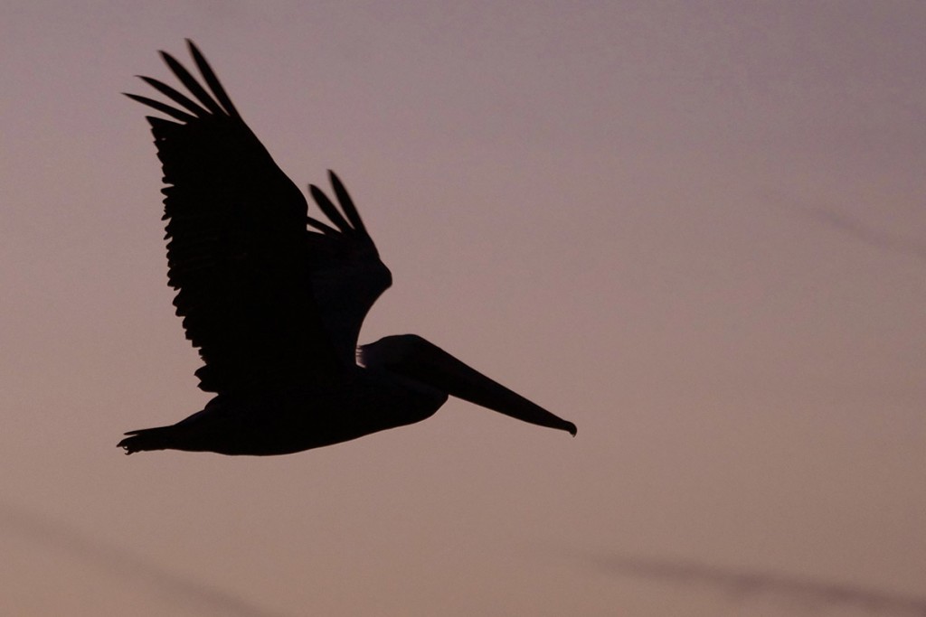 black pelican silhouette, sunset sky