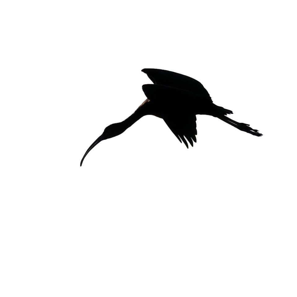 ibis silhouette