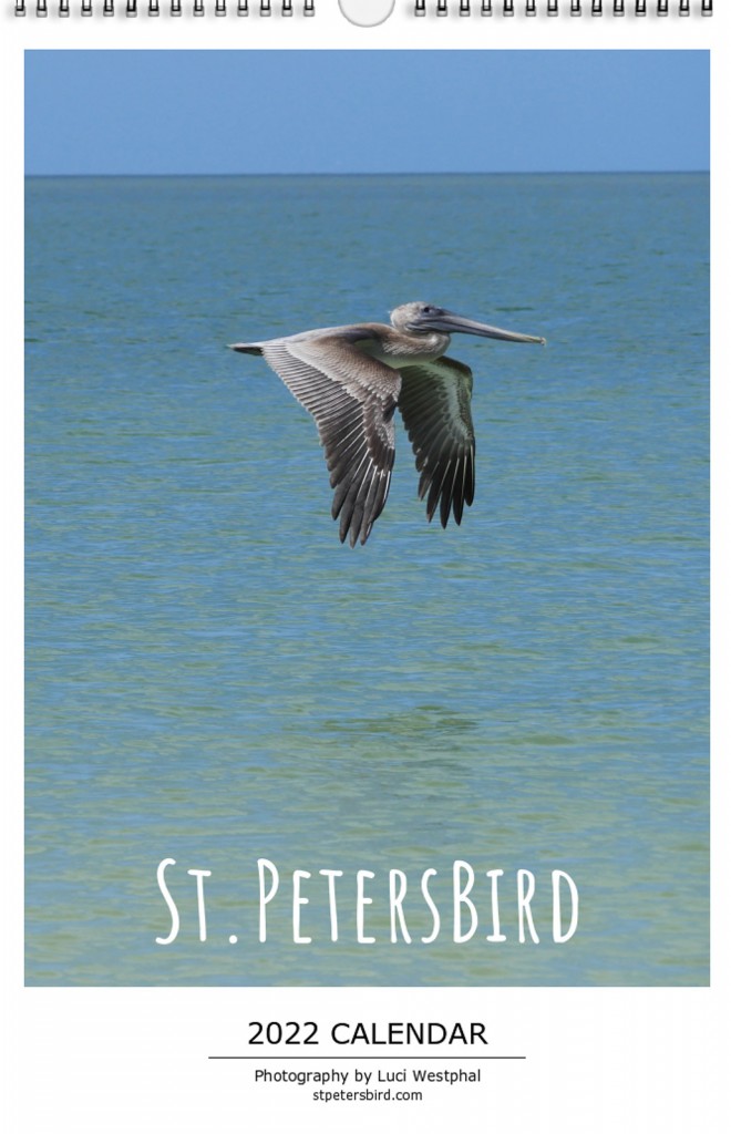 St. PetersBird 2022 calendar page, flying pelican