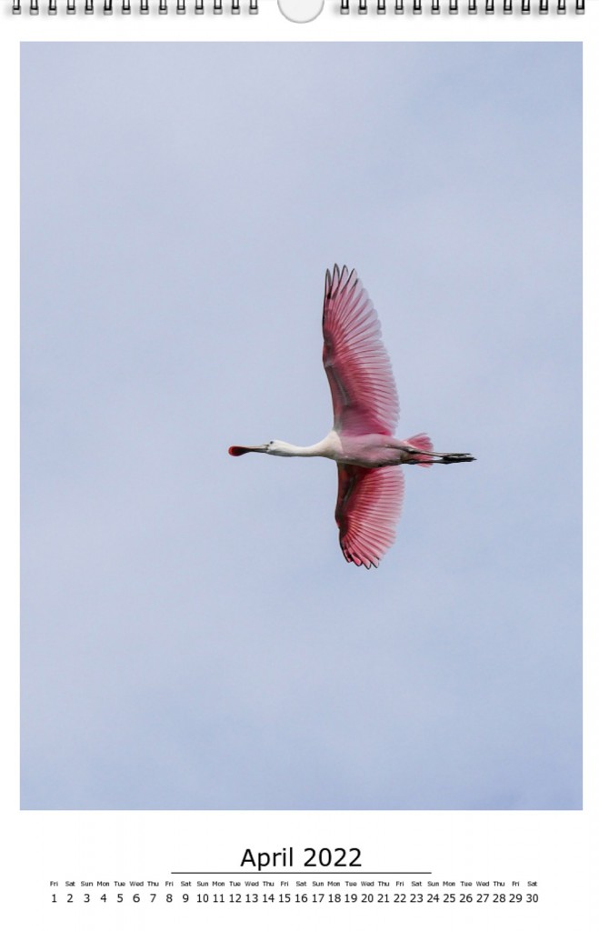 St. PetersBird 2022 calendar page, flying pink bird, roseate spoonbill