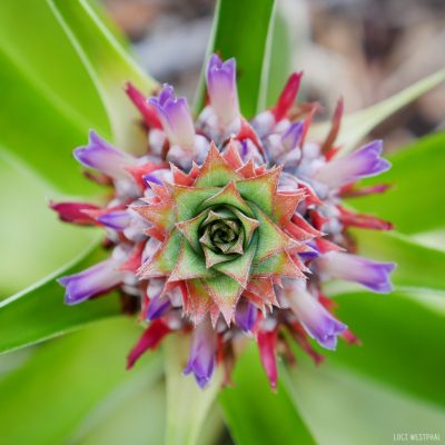 pineapple bloom fruit, nature pattern, fractal, mandala,