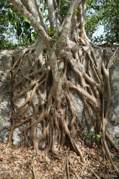 fig tree roots, fractal, nature pattern