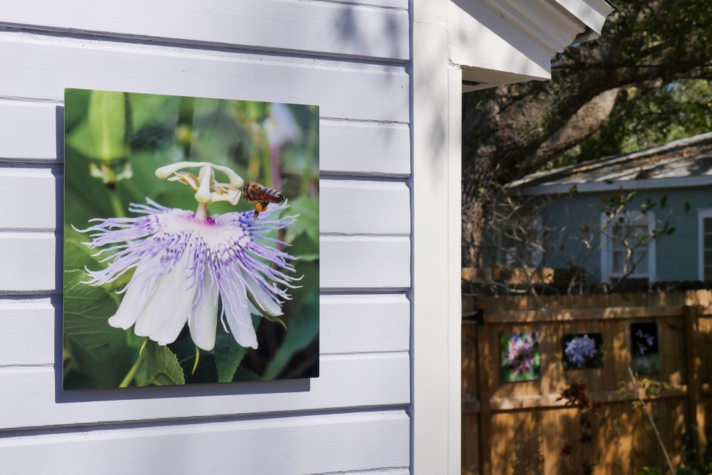 bee on passion vine, pollen pants, outdoor metal print, backyard, Luci Westphal, AEHK artist enclave studio tour, 2022