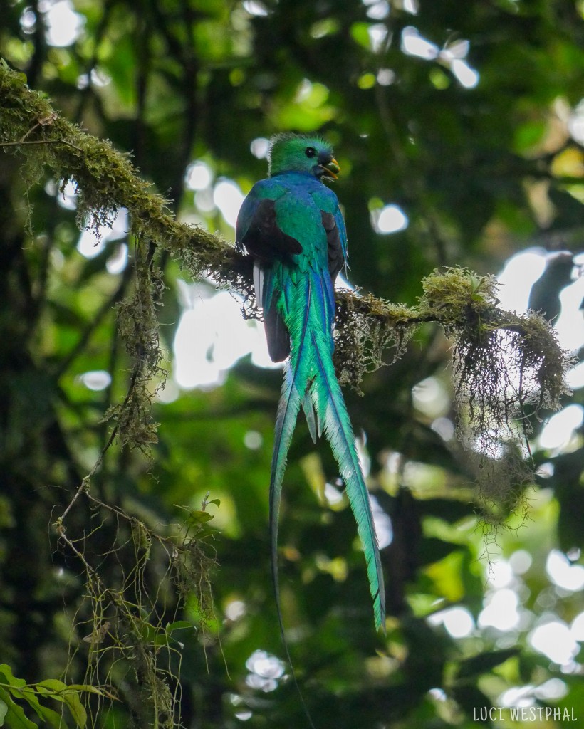 male resplendant quetzal in Monteverde Cloud Forest