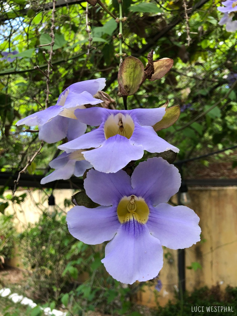 thunbergia grandiflora vines