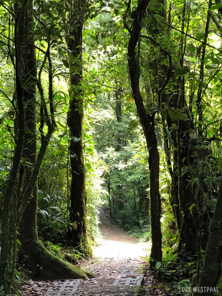 cloud forest trail