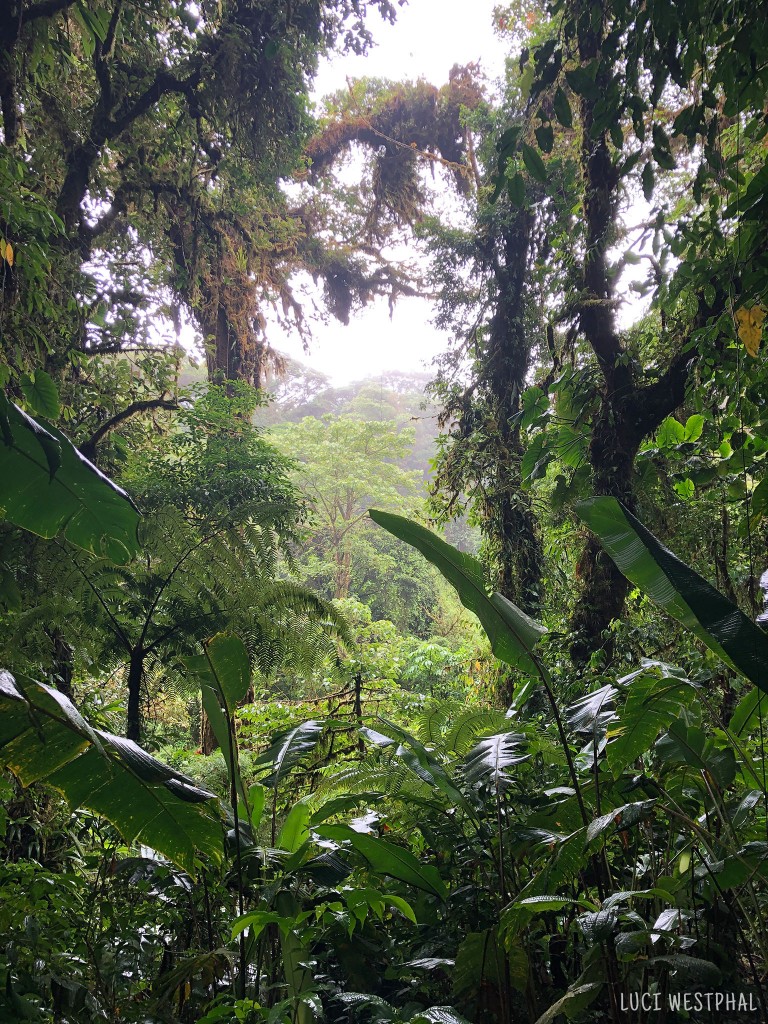 cloud forest clearing