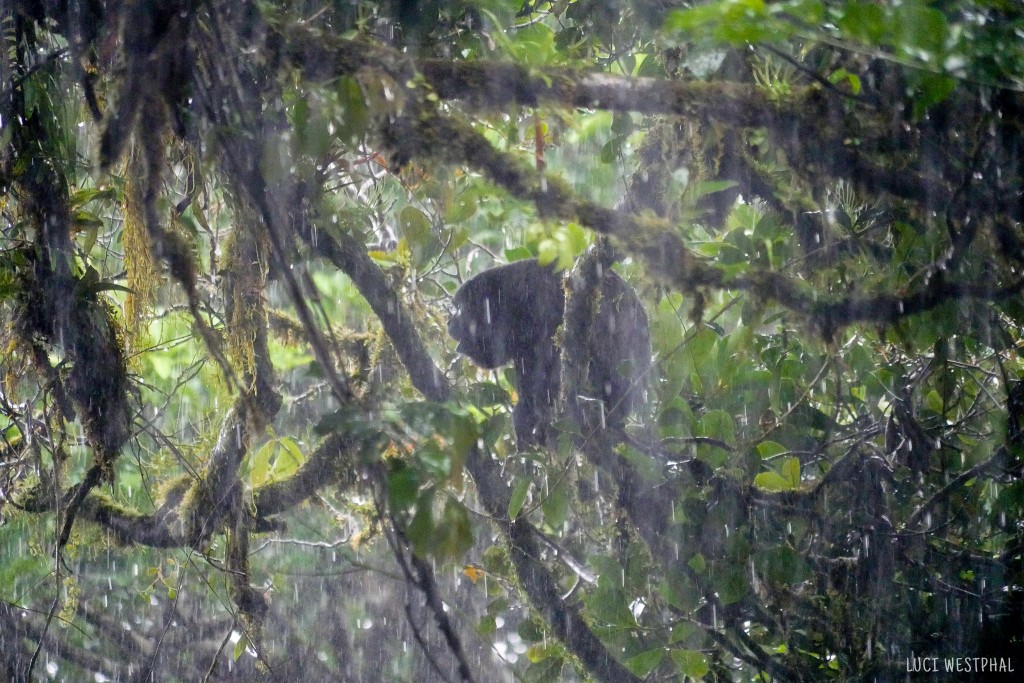howler monkey, howling in the rain, cloud forest, Monte Verde, Costa Rica