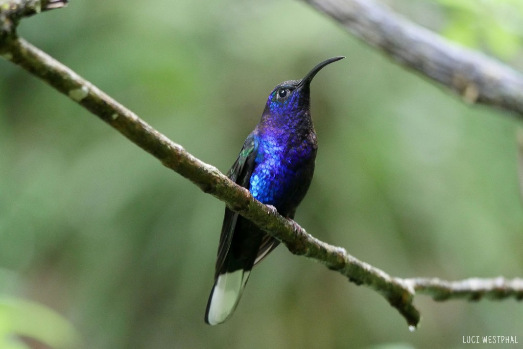 blue purple humming bird on branch, Costa Rica, cloud forest