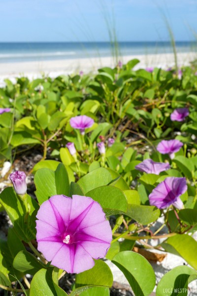 Beach Morning Glory, beach, sea, Honeymoon Island
