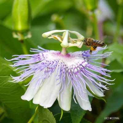 Bee on purple passionflower