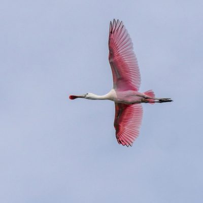 roseate spoonbill flying overhead, pink bird, Florida