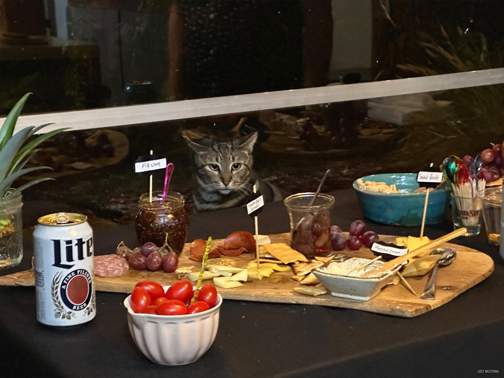 cat looking through window at food, 4 Gats Gallery, St. Pete