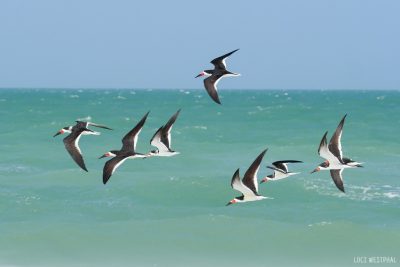 flying skimmers over tropical water, pic572