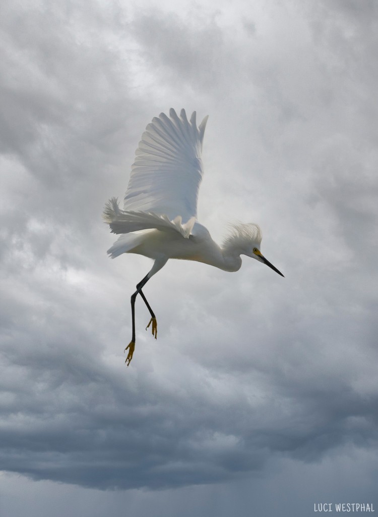 snowy egret coming in for landing against grey storm sky, pic0561