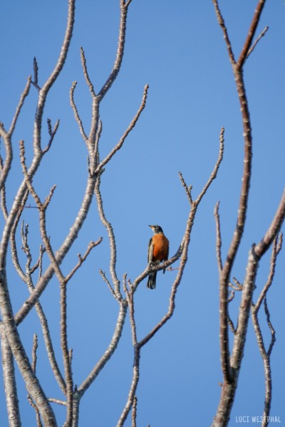 Robin in a bare tree, 2x3, pic574
