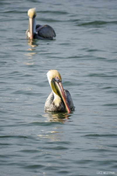 swimming brown pelicans - 576