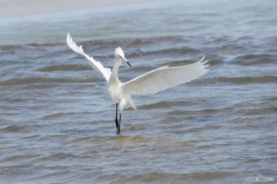 white juvenile reddish egret, hunting dance, pic573
