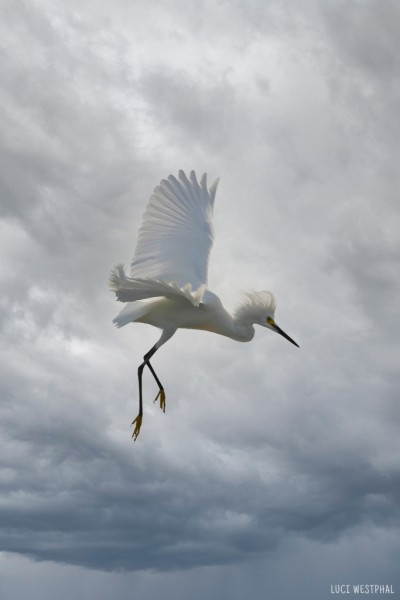 Snowy Egret Storm
