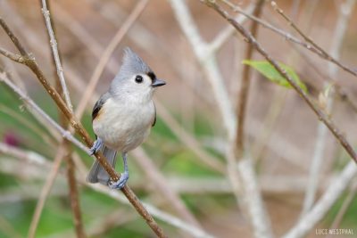 tufted titmouse, horizontal, pic0575