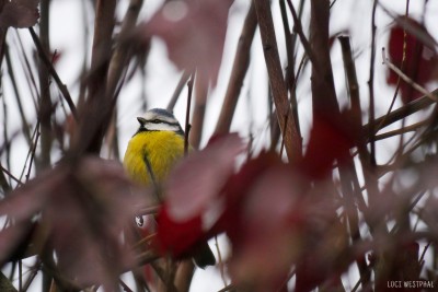 Eurasian Blue Tit - Blaumeise