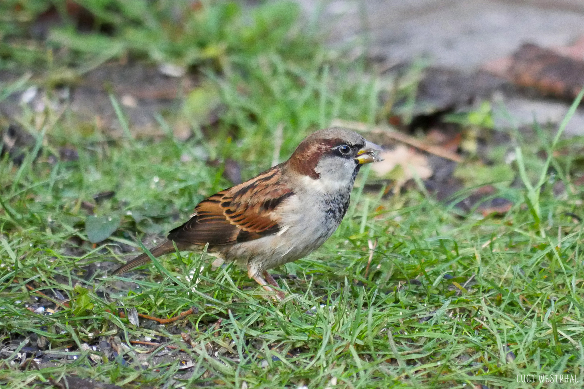 Birds at the Bird Feeder in Germany During The Winter - Luci Westphal