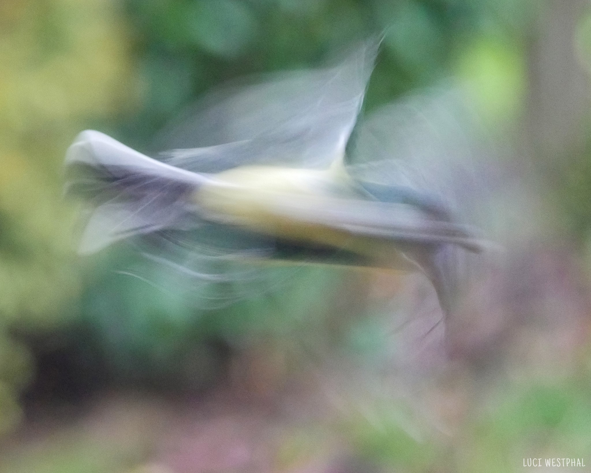 European tit (great or blue) in flight, intended motion blur